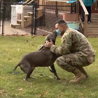 VIDEO: Military serviceman reunites with dog after 7-month deployment