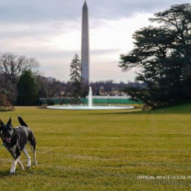 VIDEO: White House welcomes its newest canine residents 