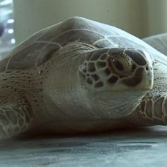 Sea turtles rescued in Texas close to returning to ocean