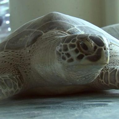 VIDEO: Sea turtles rescued in Texas close to returning to ocean