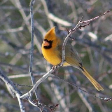 VIDEO: Rare yellow cardinal spotted in Illinois family’s backyard 