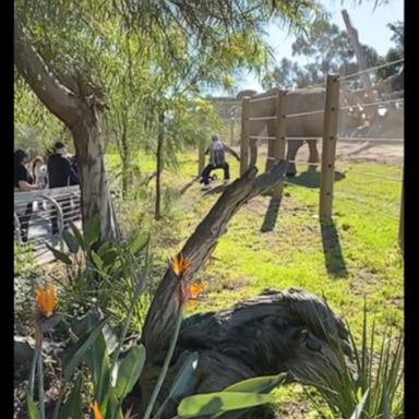 VIDEO: Man, child charged by elephant at San Diego Zoo