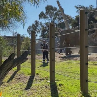 VIDEO: Man carries 2-year-old daughter into zoo elephant enclosure