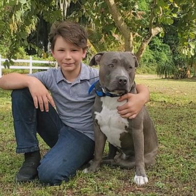 VIDEO: Dogs reunited with owners