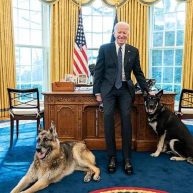 VIDEO: White House dog involved in 2nd biting incident