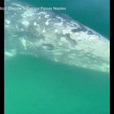 VIDEO: Rare gray whale sighting in Italy