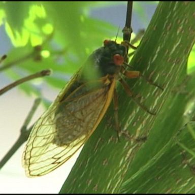 VIDEO: ‘Brood X’ cicadas will soon emerge