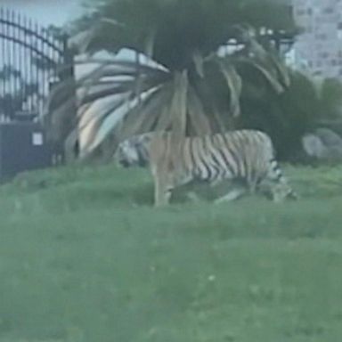 VIDEO: Tiger still on the loose in Houston, man denies being owner