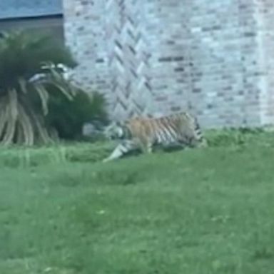 VIDEO: Urgent search for missing tiger in Houston