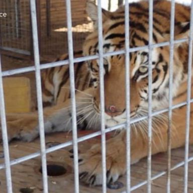 VIDEO: Big cats seized from ‘Tiger King’ animal sanctuary 