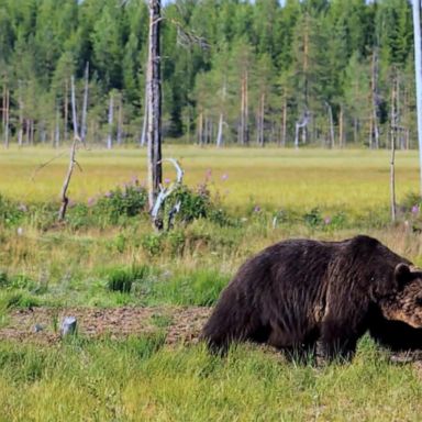 VIDEO: Man recovering after grizzly bear attack