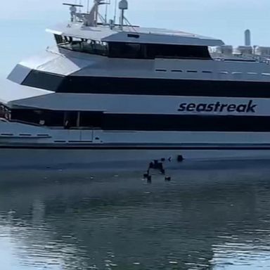 VIDEO: Evacuation operation underway after NYC ferry runs aground