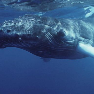 VIDEO: Lobster diver injured after getting caught in humpback whale’s mouth 