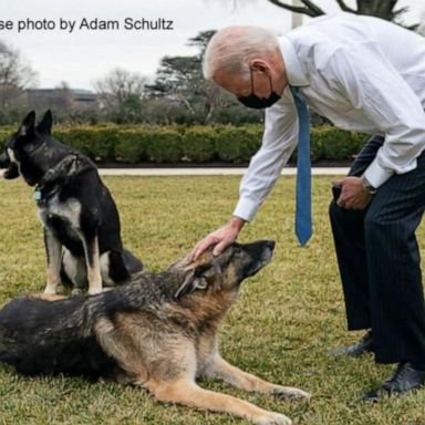 VIDEO: Biden’s German Shepherd, Champ, dies at age 13