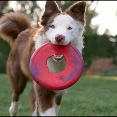 VIDEO: Made in America: Products for dogs