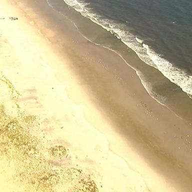 VIDEO: Shark sightings reported at New York beach