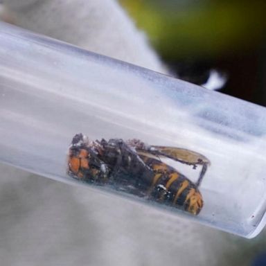 VIDEO: Washington officials confirm ‘murder hornet’ sighting