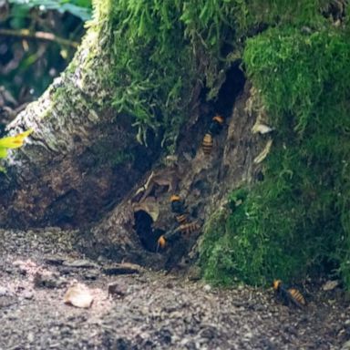 VIDEO: Washington state officials find 3rd ‘murder hornet’ nest