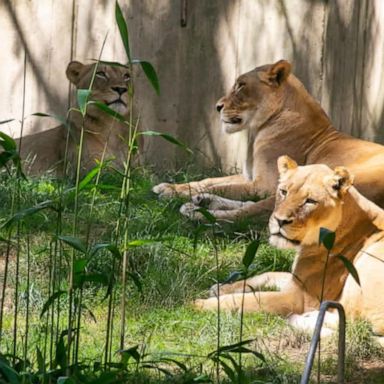 VIDEO: National zoo monitors 9 big cats for COVID-19