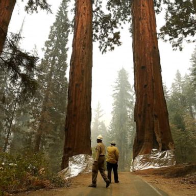 VIDEO: Firefighters fight to save historic sequoias