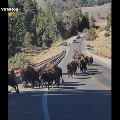 VIDEO: Tourists run from herd of bison