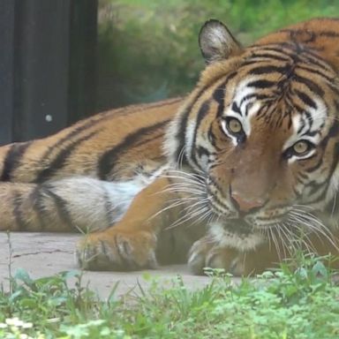 VIDEO: Charges mulled in tiger attack