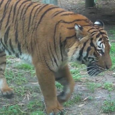 VIDEO: Zoo officials commend authorities in tiger attack shooting