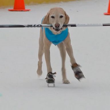 VIDEO: Hockey stud dog raises money for charities that help children and animals