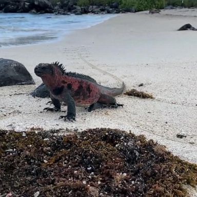 VIDEO: Galapagos Islands, sea life affected by climate change