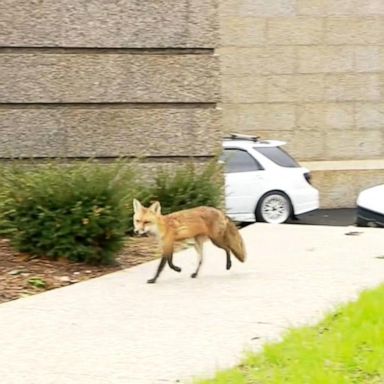 VIDEO: Fox caught on grounds of US Capitol test positive for rabies