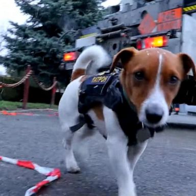 VIDEO: Ukrainian bomb-sniffing dog helps clear bombs