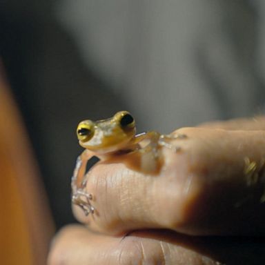 VIDEO: Extraordinary journey into the Amazon to discover new species