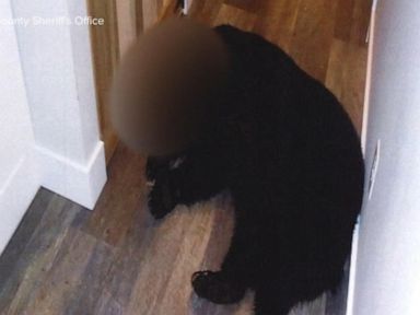 WATCH: Bear charges through window in Wisconsin