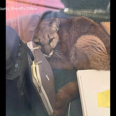 VIDEO: Mountain lion wanders into high school classroom 