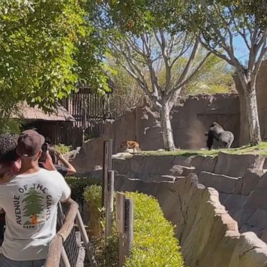 VIDEO: Dog rescued from gorilla enclosure