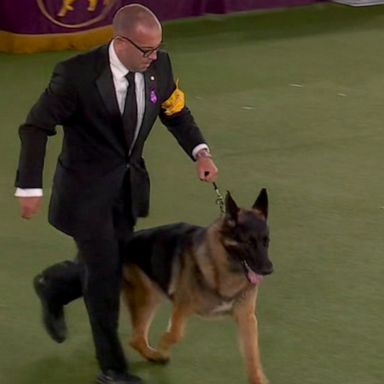 VIDEO: America’s next top dog