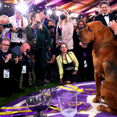 VIDEO: Bloodhound crowned Best in Show at Westminster