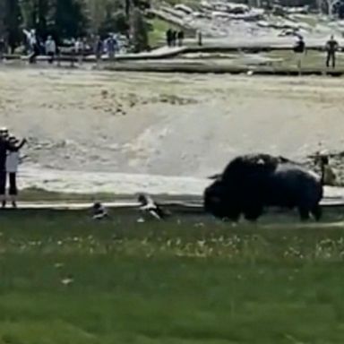 VIDEO: Bison attacks man at Yellowstone 