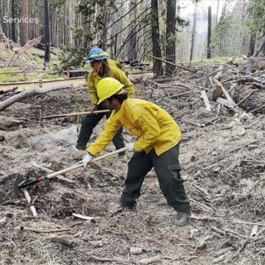 VIDEO: Wildfire in Yosemite threatens sequoia trees