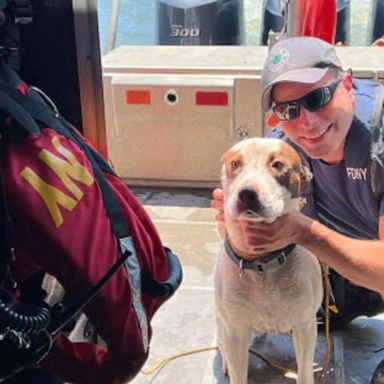 VIDEO: Dog rescued from Harlem river