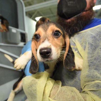 VIDEO: Over 4,000 beagles to be released from Virginia facility