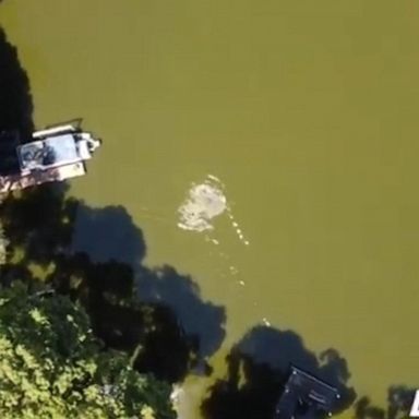 VIDEO: Drone captures footage of alligator attack on swimmer