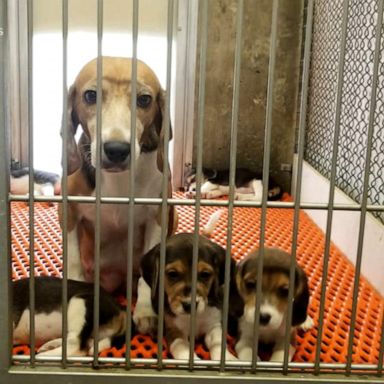 VIDEO: Prince Henry, Meghan, NJ governor adopt mistreated beagles