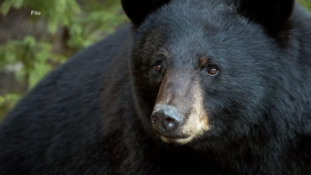 Video 10-year-old mauled by bear in Connecticut backyard - ABC News