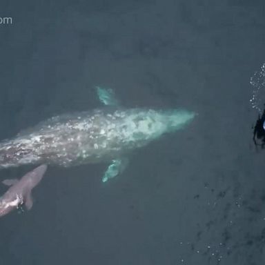 VIDEO: Whale watchers witness birth of gray whale