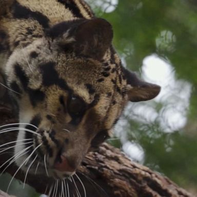 VIDEO: Dallas Zoo ends search for missing leopard 