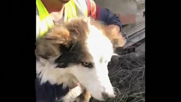 Dog Found Alive 23 Days After Turkey Earthquake | Flipboard