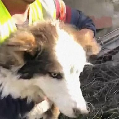 VIDEO: Dog found alive 23 days after Turkey earthquake