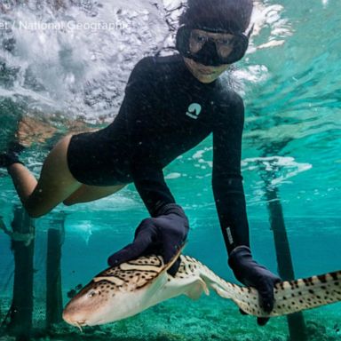 VIDEO: 500 baby zebra sharks to be reintroduced to wild 