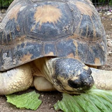 VIDEO: 90-year-old tortoise becomes a dad of 3